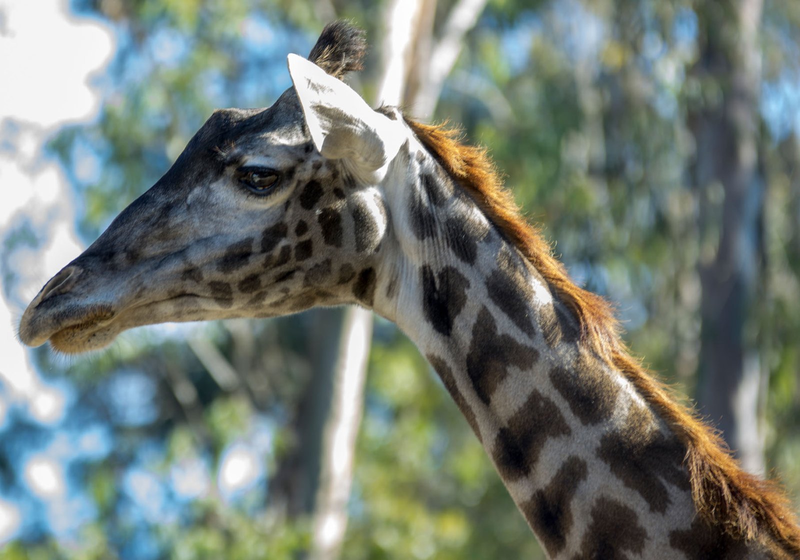 San Diego Zoo Part I 023